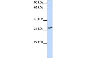 WB Suggested Anti-DLX3 Antibody Titration: 0. (DLX3 Antikörper  (N-Term))