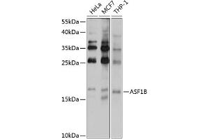 Western blot analysis of extracts of various cell lines, using B antibody (ABIN6129938, ABIN6137176, ABIN6137177 and ABIN6222167) at 1:1000 dilution. (ASF1B Antikörper  (AA 63-202))