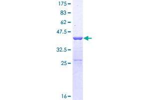 Image no. 1 for Suppressor of Ty 4 Homolog 1 (SUPT4H1) (AA 1-117) protein (GST tag) (ABIN1321913) (SUPT4H Protein (AA 1-117) (GST tag))