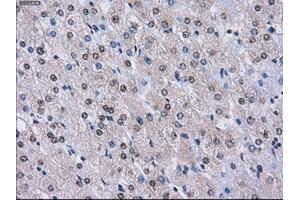 Immunohistochemical staining of paraffin-embedded endometrium tissue using anti-LOXmouse monoclonal antibody. (LOX Antikörper  (AA 22-168))