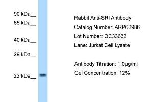 Western Blotting (WB) image for anti-Sorcin (SRI) (Middle Region) antibody (ABIN971785) (SRI Antikörper  (Middle Region))