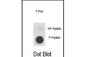 Dot blot analysis of anti-Phospho-MET-p Phospho-specific Pab (ABIN389596 and ABIN2839609) on nitrocellulose membrane. (c-MET Antikörper  (pTyr1356))