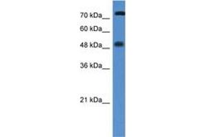 Image no. 1 for anti-Vitamin D Receptor (VDR) (AA 108-157) antibody (ABIN6746029) (Vitamin D Receptor Antikörper  (AA 108-157))