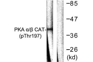 Western Blotting (WB) image for anti-PKA alpha/beta Cat (pThr197) antibody (ABIN1847296) (PKA alpha/beta Cat (pThr197) Antikörper)