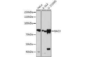 Western blot analysis of extracts of various cell lines, using B Rabbit mAb (ABIN7265850) at 1:1000 dilution. (BAG3 Antikörper)