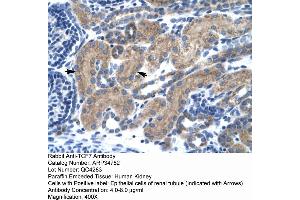 Human kidney (TCF7 Antikörper  (Middle Region))