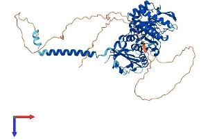 SLC3A2 Protein (AA 1-630) (His tag)