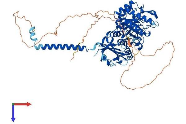 SLC3A2 Protein (AA 1-630) (His tag)