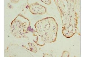 Immunohistochemistry of paraffin-embedded human placenta tissue using ABIN7165626 at dilution of 1:100 (HEXIM1 Antikörper  (AA 210-359))