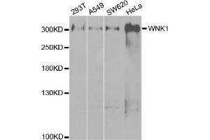 Western Blotting (WB) image for anti-WNK Lysine Deficient Protein Kinase 1 (WNK1) antibody (ABIN1875447)