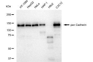 Western blotting analysis using pan Cadherin antibody (ABIN7797823). (Rekombinanter Cadherin pan Antikörper)