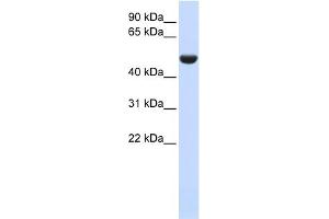 WB Suggested Anti-CD36 Antibody Titration:  0.