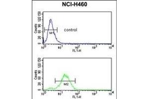 GADD45A Antibody (C-term) (ABIN650724 and ABIN2839408) flow cytometric analysis of NCI- cells (bottom histogram) compared to a negative control cell (top histogram).