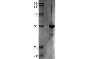Western Blotting (WB) image for Partner of Y14 and mago (WIBG) (Transcript Variant 2) protein (His tag) (ABIN2735582)