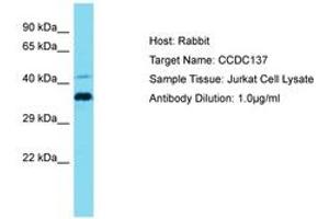 Image no. 1 for anti-Coiled-Coil Domain Containing 137 (CCDC137) (AA 21-70) antibody (ABIN6750791) (CCDC137 Antikörper  (AA 21-70))