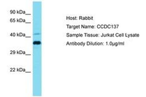 CCDC137 Antikörper  (AA 21-70)
