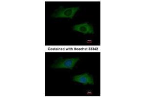 ICC/IF Image Immunofluorescence analysis of methanol-fixed HeLa, using interferon alpha 2, antibody at 1:200 dilution. (IFNA2 Antikörper  (C-Term))