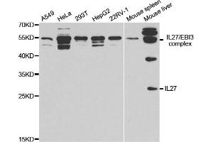 Western Blotting (WB) image for anti-Interleukin 27 (IL27) antibody (ABIN1876684) (IL-27 Antikörper)