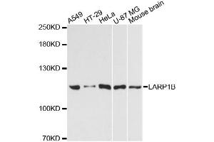 Western blot analysis of extracts of various cell lines, using LARP1B antibody (ABIN6293060) at 1:3000 dilution.