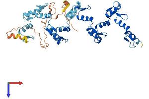 AlphaFold protein structure predicition of Human Recombinant ZNF491 Protein, UniprotID Q8N8L2