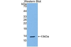 Western Blotting (WB) image for anti-S100 Calcium Binding Protein A10 (S100A10) (AA 1-95) antibody (ABIN1078495) (S100A10 Antikörper  (AA 1-95))