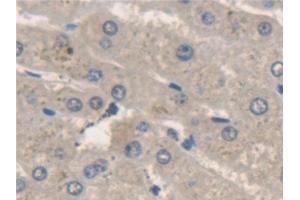 Immunohistochemistry (IHC) image for anti-N-Ethylmaleimide-Sensitive Factor (NSF) (AA 590-744) antibody (ABIN7440899)