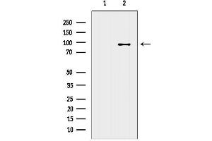 anti-NEL-Like 1 (NELL1) (Internal Region) antibody