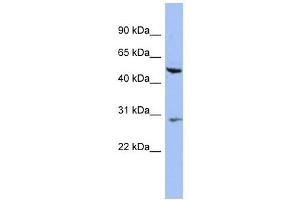 Cytokeratin 75 antibody used at 1 ug/ml to detect target protein. (Keratin 75 Antikörper  (N-Term))