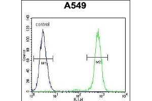 ANC5 Antibody (Center) 10974c flow cytometric analysis of A549 cells (right histogram) compared to a negative control cell (left histogram). (ANAPC5 Antikörper  (AA 156-185))