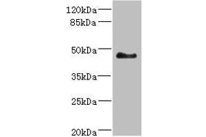 Western blot All lanes: SH3GLB2 antibody at 5. (SH3GLB2 Antikörper  (AA 1-250))