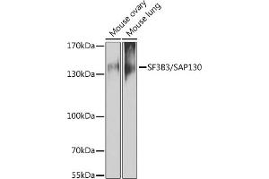 Western blot analysis of extracts of various cell lines, using SF3B3/S antibody (ABIN6128696, ABIN6147668, ABIN6147669 and ABIN6221751) at 1:1000 dilution. (SF3B3 Antikörper  (AA 948-1217))
