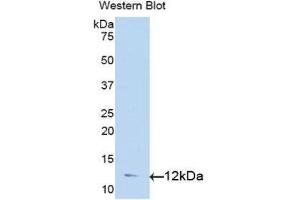 Western Blotting (WB) image for anti-Transforming Growth Factor, alpha (TGFA) (AA 24-98) antibody (ABIN1078591) (TGFA Antikörper  (AA 24-98))