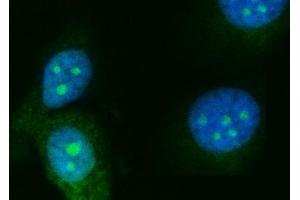 IF analysis of RRS1 using anti-RRS1 antibody (ABIN7602918). (RRS1 Antikörper  (C-Term))