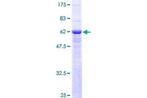 SLC25A11 Protein (AA 1-314) (GST tag)