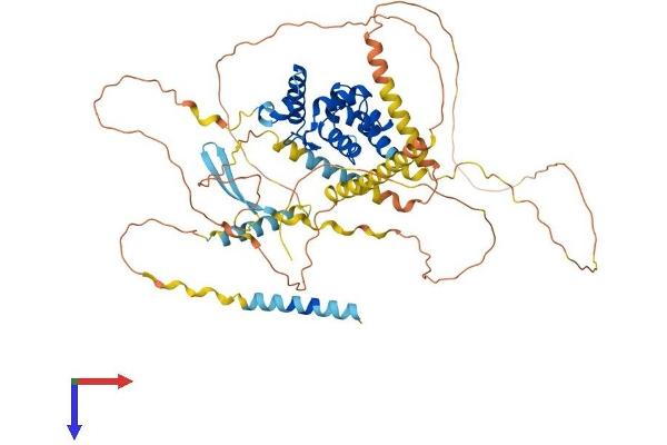 ARID3A Protein (AA 1-601) (His tag)