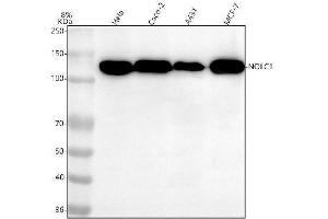 Western blot analysis of NOLC1 using anti-NOLC1 antibody (ABIN7605735).