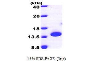 Peptidyl-tRNA Hydrolase 2 (PTRH2) (AA 64-179) protein (His tag)