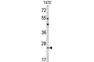 Western blot analysis of BCL2A1 Antibody (Center) in T47D cell line lysates (35µg/lane). (BCL2A1 Antikörper  (Middle Region))
