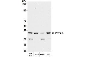 Western Blotting (WB) image for anti-Protein Phosphatase 4, Catalytic Subunit (PPP4C) (AA 1-50) antibody (ABIN7454679) (PPP4C Antikörper  (AA 1-50))