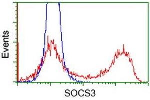 Image no. 2 for anti-Suppressor of Cytokine Signaling 3 (SOCS3) antibody (ABIN1501053)