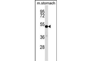 TFCP2L1 Antibody (Center) (ABIN657290 and ABIN2846376) western blot analysis in mouse stomach tissue lysates (35 μg/lane).
