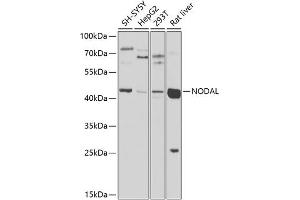 Western blot analysis of extracts of various cell lines, using NODAL antibody (ABIN6133456, ABIN6144699, ABIN6144700 and ABIN6225249) at 1:1000 dilution. (Nodal Antikörper  (AA 198-347))