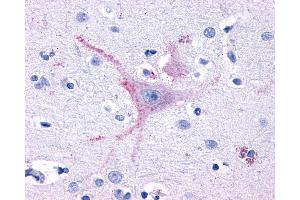 Anti-GPR32 antibody IHC of human brain, cortex. (GPR32 Antikörper  (Extracellular Domain))