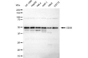 Western blotting analysis using CD38 antibody (ABIN7797968).