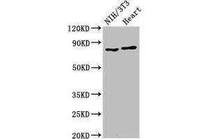 Western Blot Positive WB detected in: NIH/3T3 whole cell lysate, Rat heart tissue All lanes: RPS6KA3 antibody at 2 μg/mL Secondary Goat polyclonal to rabbit IgG at 1/50000 dilution Predicted band size: 84 kDa Observed band size: 84 kDa (RPS6KA3 Antikörper  (AA 214-431))