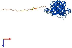 NIPSNAP3A Protein (AA 1-247) (His tag)