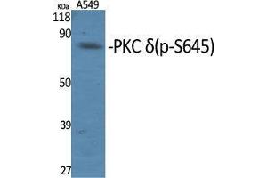 Western Blot (WB) analysis of specific cells using Phospho-PKC delta (S645) Polyclonal Antibody. (PKC delta Antikörper  (pSer645))