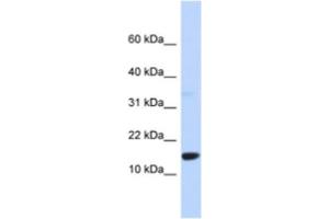 Western Blotting (WB) image for anti-Tumor Protein D52-Like 3 (TPD52L3) antibody (ABIN2463961) (TPD52L3 Antikörper)