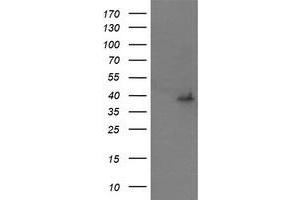 Image no. 2 for anti-Mitogen-Activated Protein Kinase Kinase 3 (MAP2K3) antibody (ABIN1499397) (MAP2K3 Antikörper)