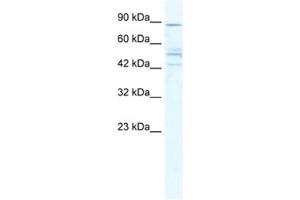 Western Blotting (WB) image for anti-Cholinergic Receptor, Nicotinic, beta 2 (Neuronal) (CHRNB2) antibody (ABIN2461570) (CHRNB2 Antikörper)